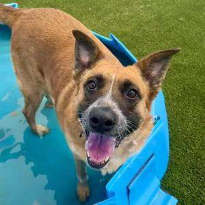 MS. LULU BANZAI, Australian Cattle Dog / Blue Heeler / German Shepherd Dog, adult, available for adoption