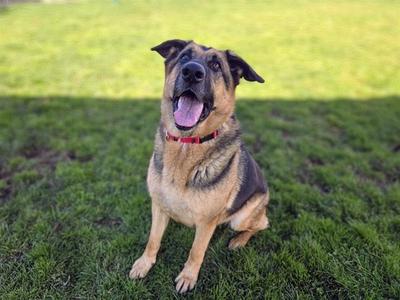 DELILAH, German Shepherd Dog, adult, available for adoption
