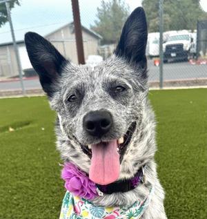 MARLEE MATLIN, Australian Cattle Dog / Blue Heeler, young, available for adoption