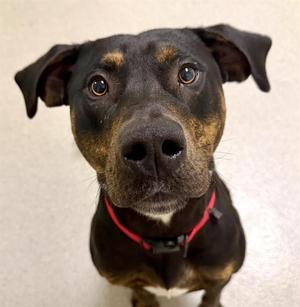 TANK, Plott Hound / American Staffordshire Terrier, young, available for adoption