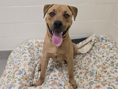 A brown dog with a pink tongue sticking out, sitting on a floral blanket.