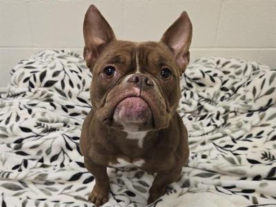 OLGA, French Bulldog, adult, available for adoption