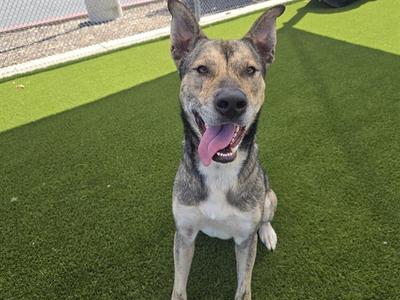 USAIN BOLT, German Shepherd Dog / Mixed Breed, adult, available for adoption