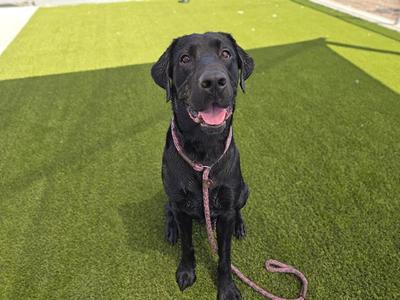 CATTYWAMPUS, Labrador Retriever, adult, available for adoption