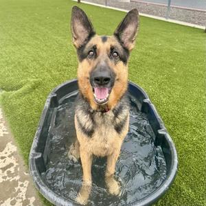 KODY, German Shepherd Dog, adult, available for adoption