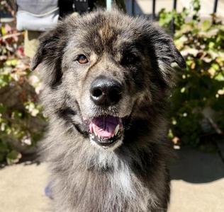 KODA, Great Pyrenees, adult, available for adoption
