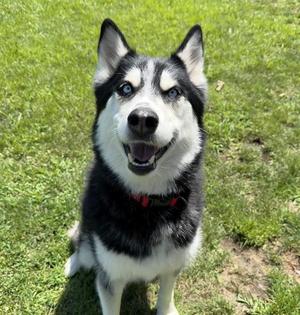 NEREIDIA, Husky, adult, available for adoption