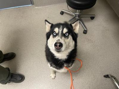 A black and white husky dog sitting on a gray floor, looking up at the camera with wide eyes. The dog has a red leash attached to its collar, and a black office chair is visible in the background.