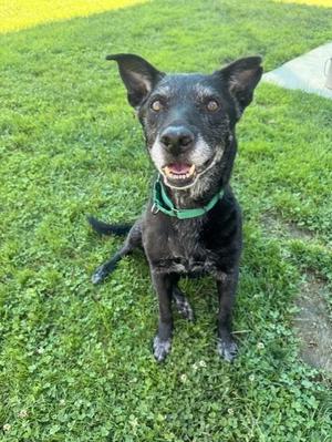 CLORIS LEACHMAN, Labrador Retriever, senior, available for adoption