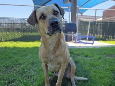 SARABI, Labrador Retriever / Mixed Breed, adult, available for adoption
