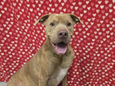A brown dog with a happy expression sitting in front of a red background with white hearts.