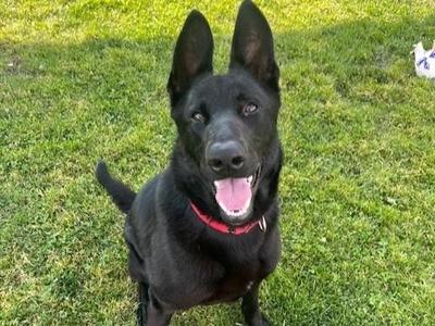 STARTHISTLE, German Shepherd Dog, adult, available for adoption