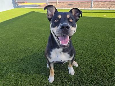 ALTON, Pit Bull Terrier / Husky, young, available for adoption