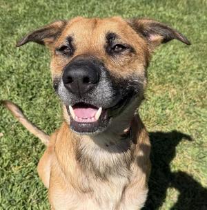 LIZARDON, German Shepherd Dog, adult, available for adoption