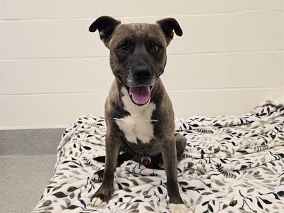 A brown and white dog sitting on a patterned blanket.