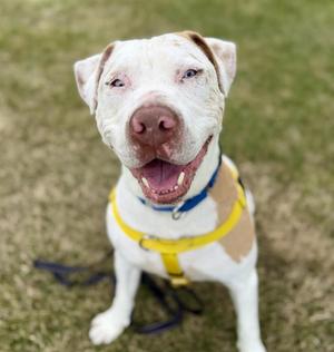 CLANCY ARLOTTO, Pit Bull Terrier, adult, available for adoption