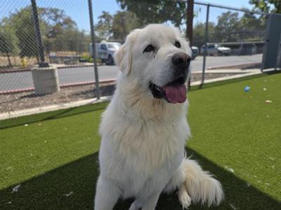 CAROLINA, Great Pyrenees, adult, available for adoption