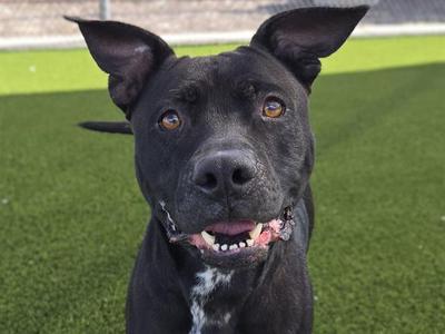 CERBERUS, Pit Bull Terrier / Mixed Breed, adult, available for adoption
