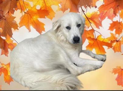 JINORA, Great Pyrenees / Mixed Breed, young, available for adoption