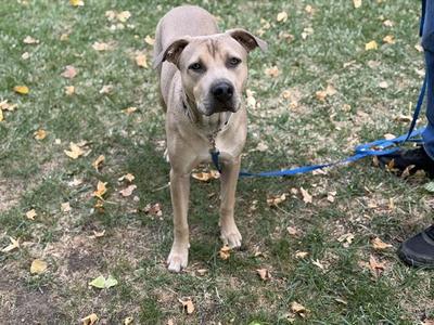A tan dog standing on grass with a blue leash attached to its collar.