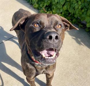JEDI, Cane Corso / Labrador Retriever, adult, available for adoption