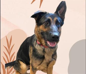 A German Shepherd dog sitting with a happy expression, wearing a red collar, against a light background with abstract shapes.