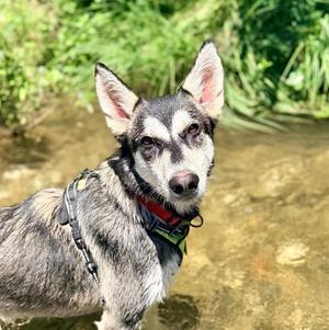 BANDIT, Husky, young, available for adoption