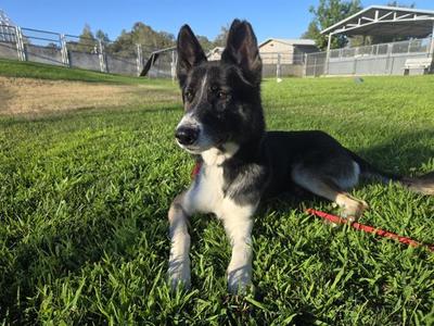 GEORGE GLASS, German Shepherd Dog, young, available for adoption