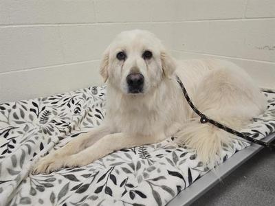 A fluffy white dog lying on a patterned blanket with a black leash attached to its collar.