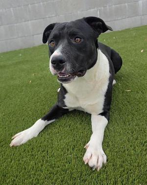ALFANSO, Pit Bull Terrier / Mixed Breed, adult, available for adoption