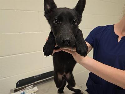 PLIERS, German Shepherd Dog, young, available for adoption