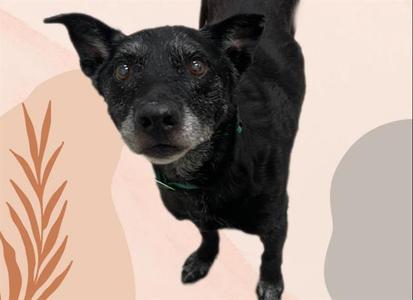 A black dog with a green collar standing on a background with abstract shapes and colors.
