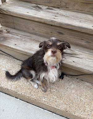 Bruno, Terrier, young, available for adoption