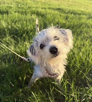 Alfie, Maltese / Schnauzer, puppy, available for adoption