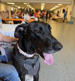 Indigo, Great Dane, adult, available for adoption