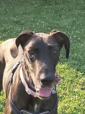Indigo, Great Dane, adult, available for adoption