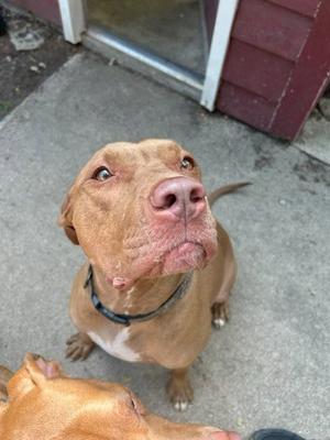 A brown dog with a black collar looking up at the camera.
