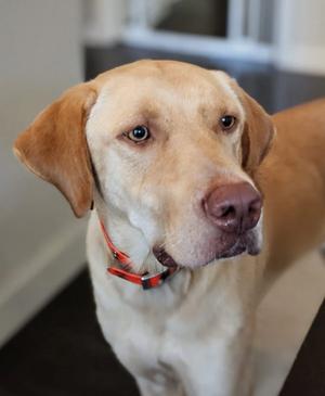 Hank, Labrador Retriever, adult, available for adoption