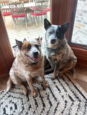 Waylon and Cash, Australian Cattle Dog/Blue Heeler, senior, available for adoption