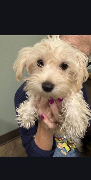 A small white dog being held by a person