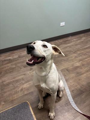 A white dog with a black nose and floppy ears is sitting on a wooden floor, looking up with its mouth open and tongue out. The dog is wearing a collar and leash, and the background is a plain wall with a light switch.