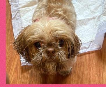 Nala, Shih Tzu, senior, available for adoption