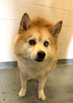 Hazel, Pomeranian / Husky, adult, available for adoption