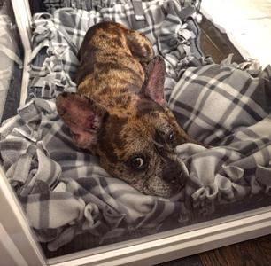 Michelle, French Bulldog, adult, available for adoption