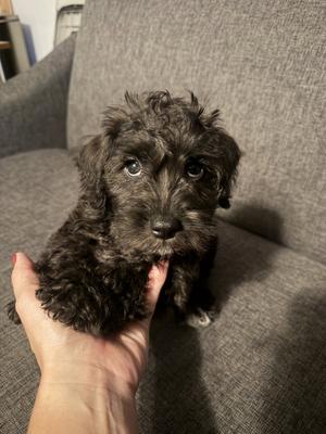 Frodo, Schnauzer / Poodle (Miniature), puppy, available for adoption