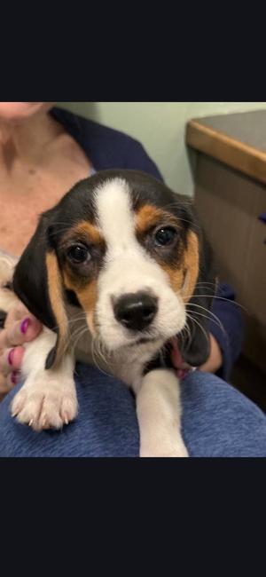 Herbie, Beagle, puppy, available for adoption