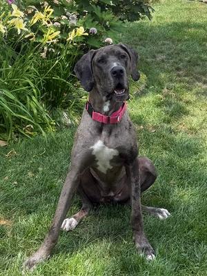 Charlie, Great Dane, adult, available for adoption