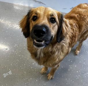 Teddy, Great Pyrenees / Poodle (unknown type), young, available for adoption