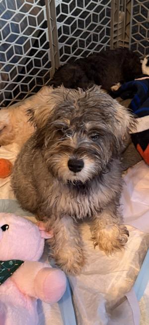 "Gandolf" Finn, Miniature Schnauzer, puppy, available for adoption