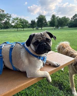 Oliver, Pug, adult, available for adoption
